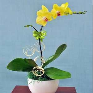 womens-day-orchids-potted-18