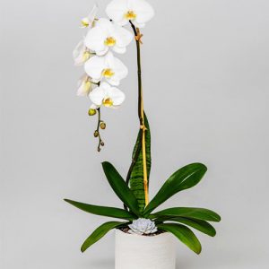 womens-day-orchids-potted-19