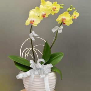 womens-day-orchids-potted-20