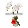 Orchids for Mom 14
