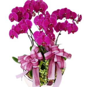 orchids-for-mom-15