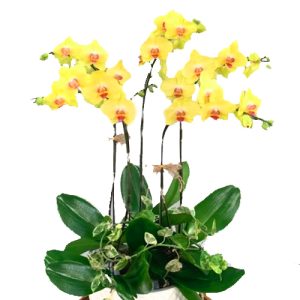 orchids-for-mom-16