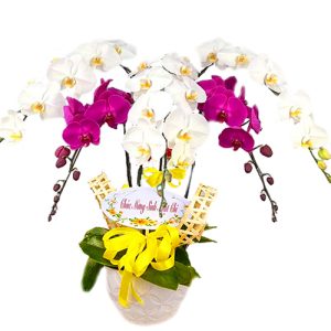 orchids-for-mom-19