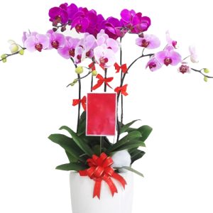 orchids-for-dad-13