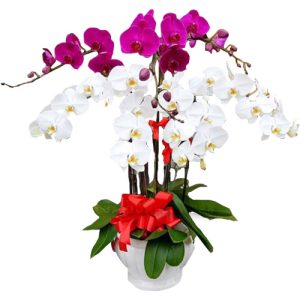 Special Potted Orchids 08