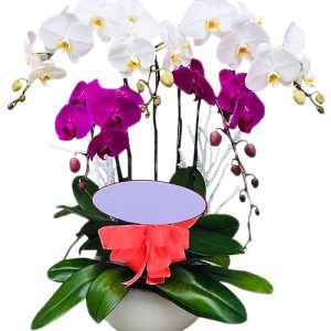 Special Potted Orchids #9