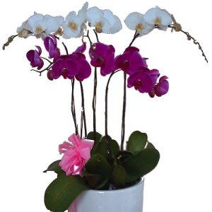 special-potted-orchids-09