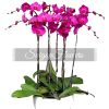 Special Potted Orchids 10