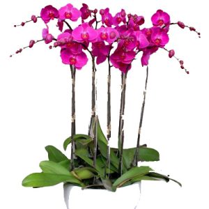 special-potted-orchids-10