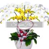 Special Potted Orchids 12
