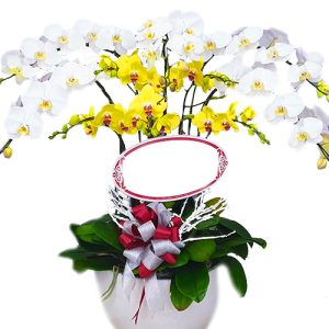 special-potted-orchids-12
