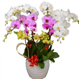 poted-orchids-for-tet-23