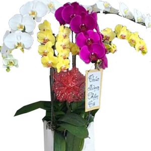 poted-orchids-for-tet-24