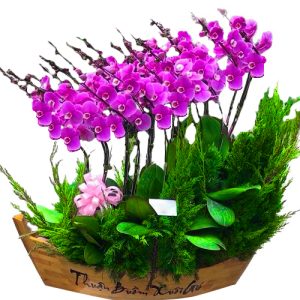 special-orchids-for-tet-012