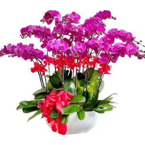 special-orchids-for-tet-014