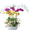 Orchids for Mom 16