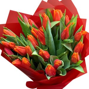 tulip flowers 10