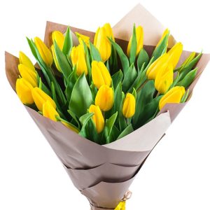 tulip flowers 11
