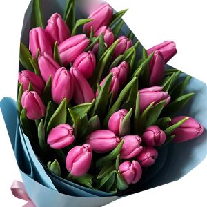 tulip flowers 13
