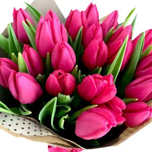 tulip flowers 15
