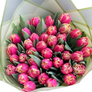 tulip flowers 18