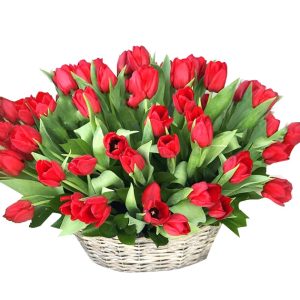 tulip flowers 26