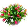 Hoa Tulip 27