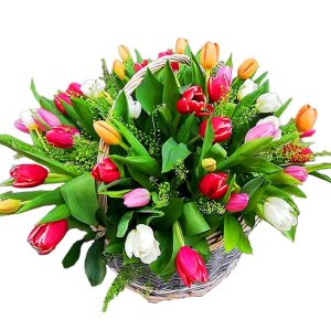 tulip flowers 27