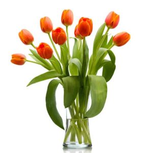 tulip flowers in vase 07